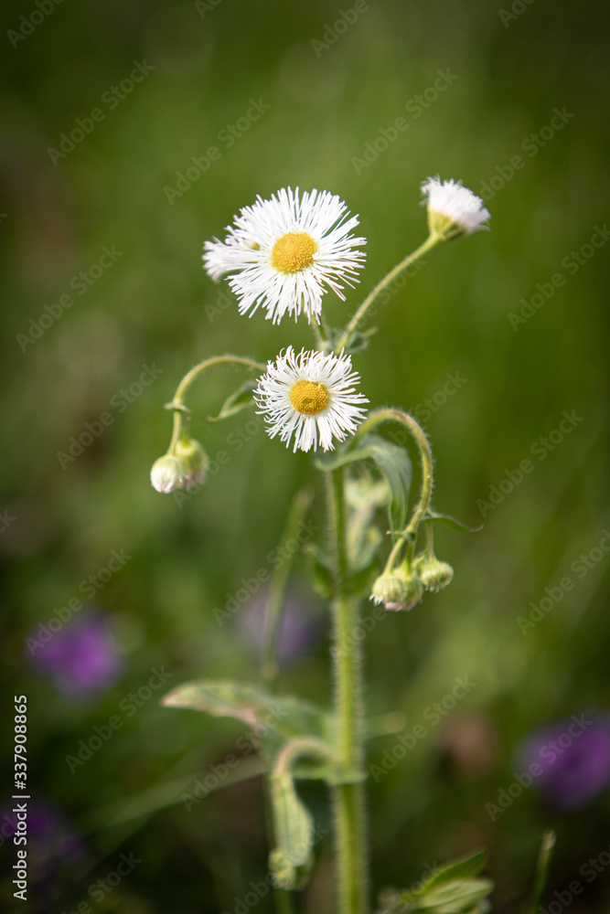 daisy in the grass daisy in the grass
