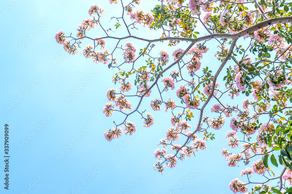 Close up Tabebuia rosea or pink trumpet blooming in sunny day with blue sky background. Close up Tabebuia rosea or pink trumpet blooming in sunny day with blue sky background.