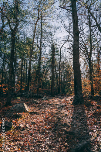 Fall foliage trees with leaves on ground in sun shadow