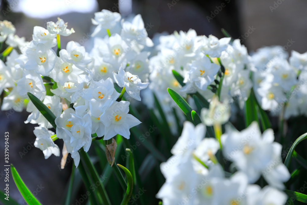 満開の白い水仙 White Narcissus In Full Bloom Stock Foto Adobe Stock 満開の白い水仙 White Narcissus In Full Bloom Stock Foto Adobe Stock