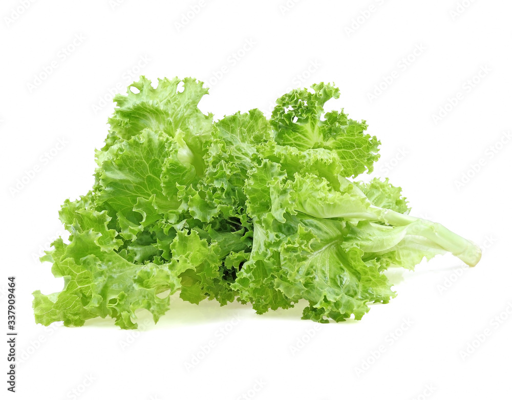 salad leaf. lettuce isolated on white background salad leaf. lettuce isolated on white background
