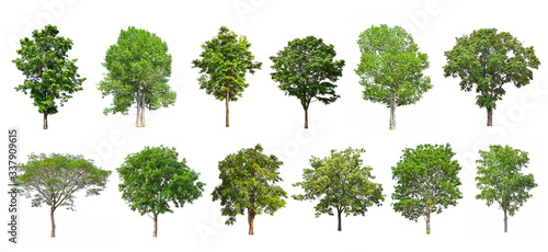 collection tree isolate on white background