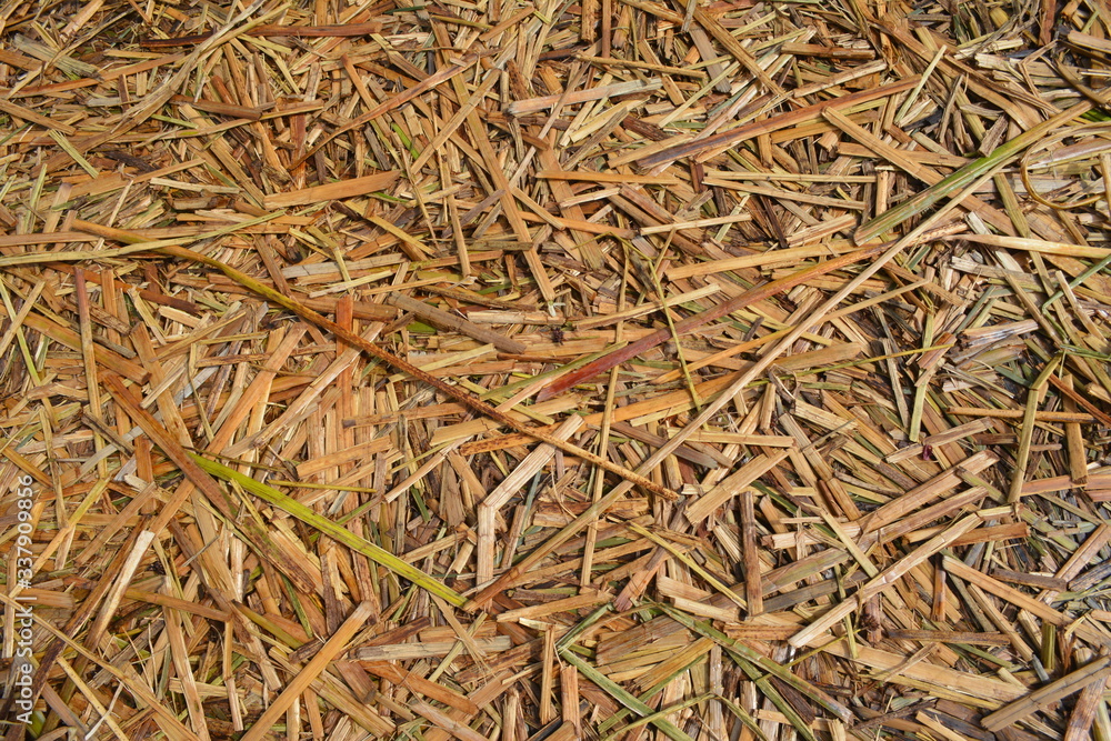 Textura de totora Textura de totora