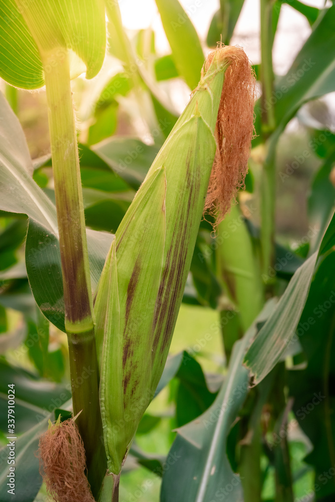 A selective focus picture of corn in organic corn field. A selective focus picture of corn in organic corn field.