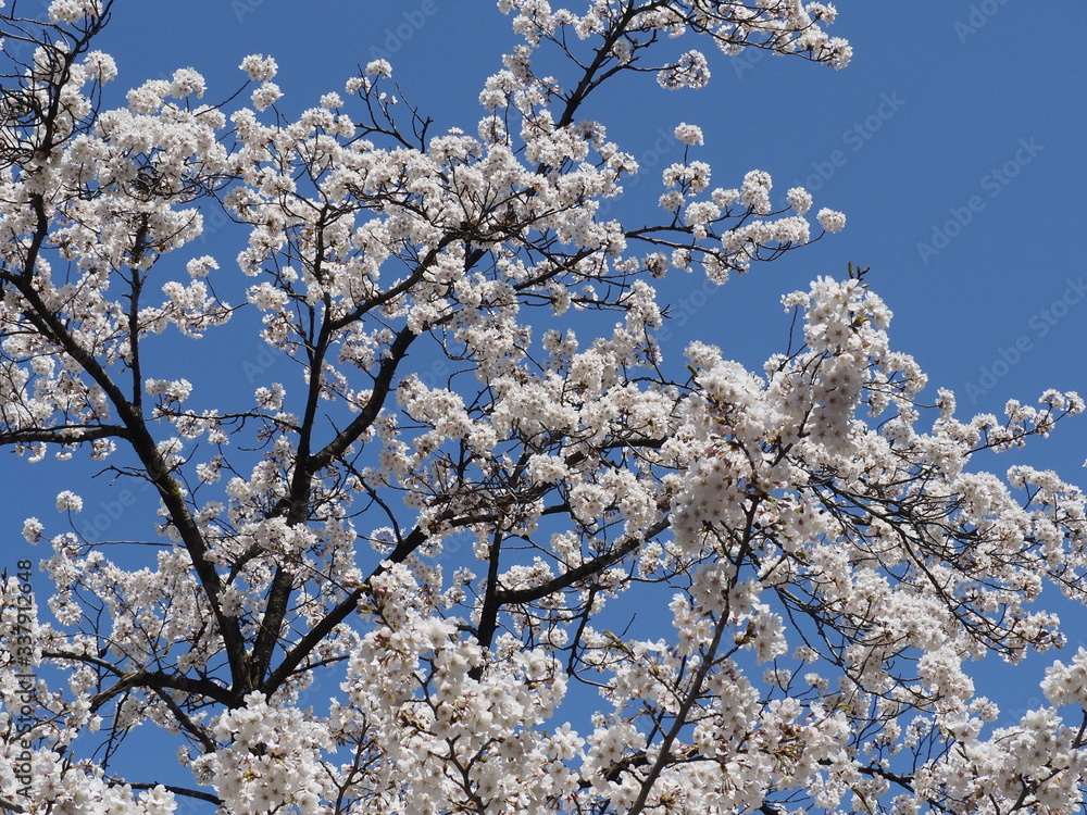 春の花々