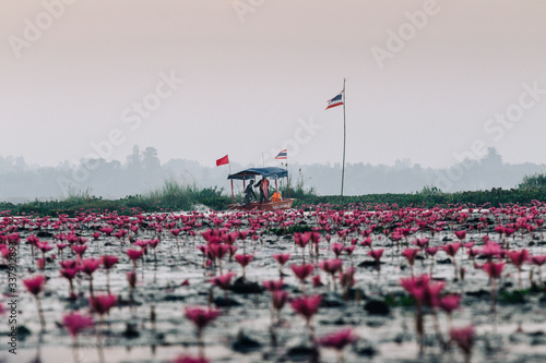 Thai long tail boat bow travel in peaceful Nong Harn full bloom red lotus lake, Udonthani - Thailand. Wooden boat in red water lilies lotus sea.