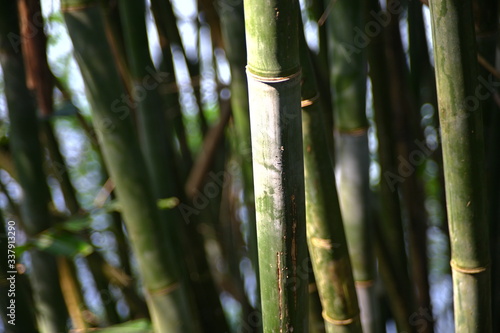 Close up shot of a Bamboo tree trunk in the center of the composition and blurred background.