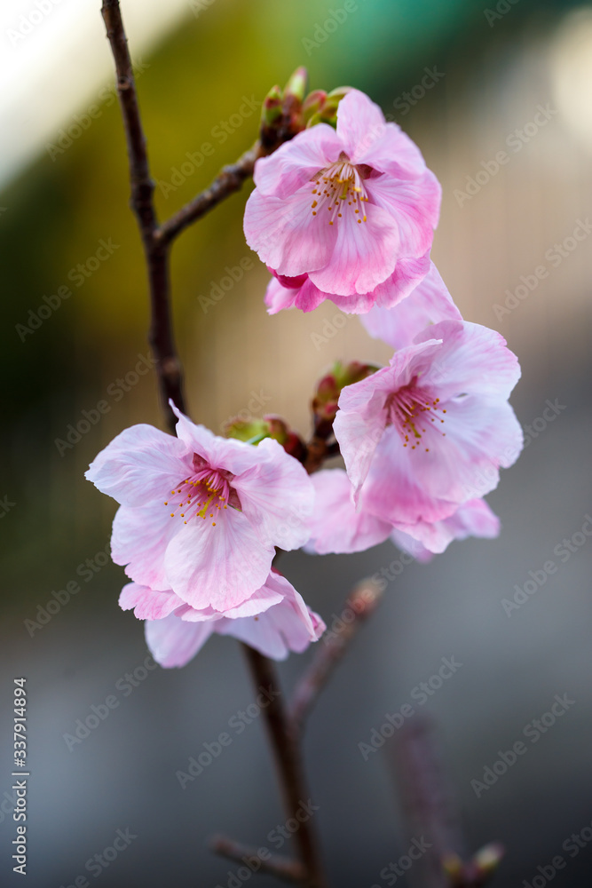 桜の花 春イメージ 桜の花 春イメージ