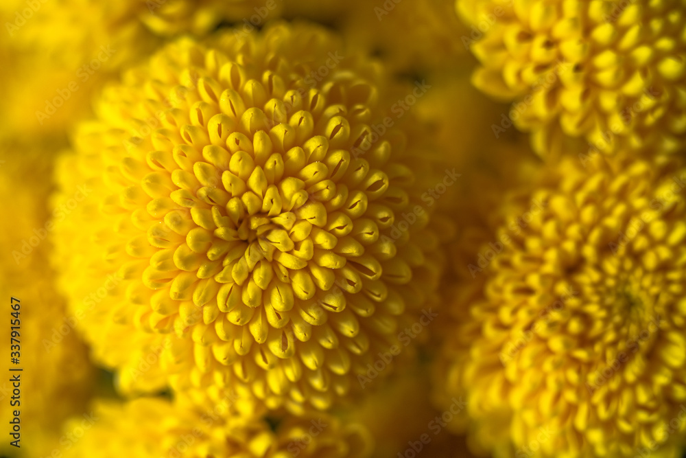 Macro of bright yellow chrysanthemums. The chrysanthemum is a symbol of autumn. Macro of bright yellow chrysanthemums. The chrysanthemum is a symbol of autumn.