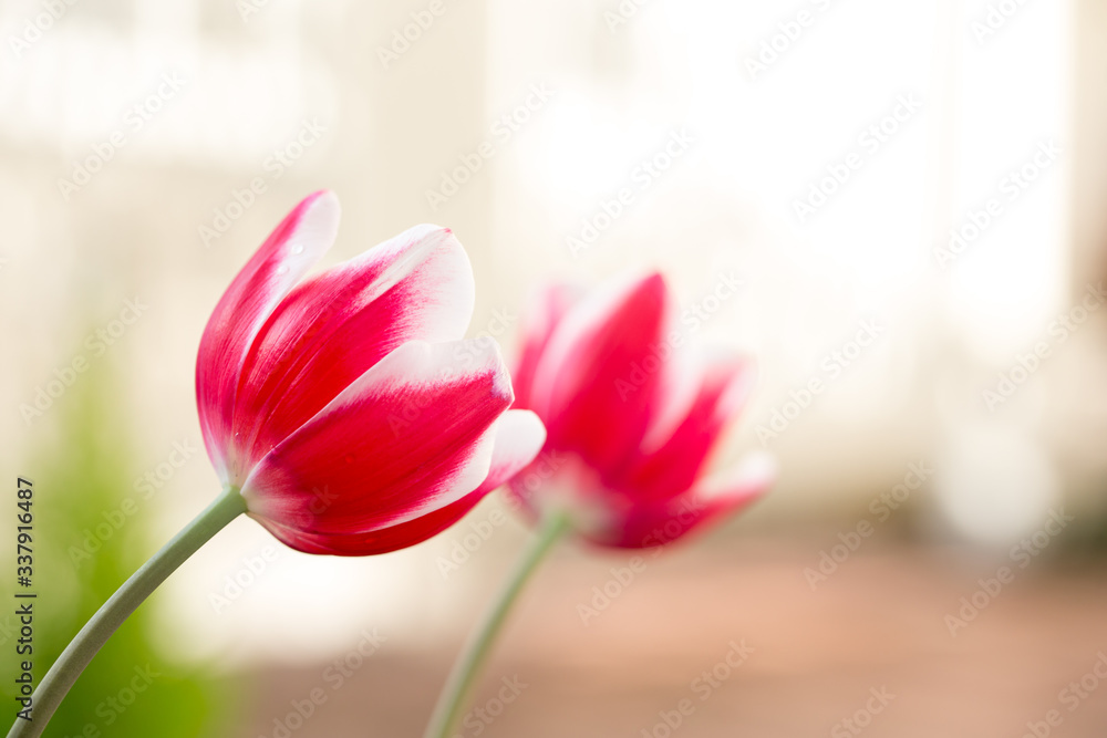 Fototapeta premium チューリップの花 春のイメージ