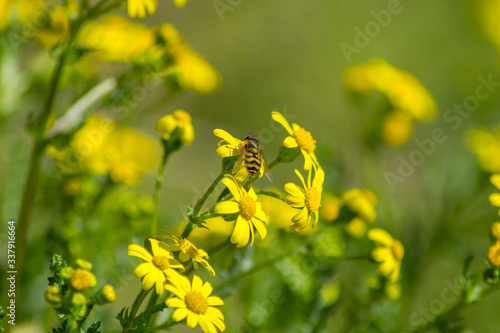 Close-up image of bee collecting nectar and pollen of yellow blossoming daisies, wild flowers bloom, hard working bee insect, Dahlberg daisy