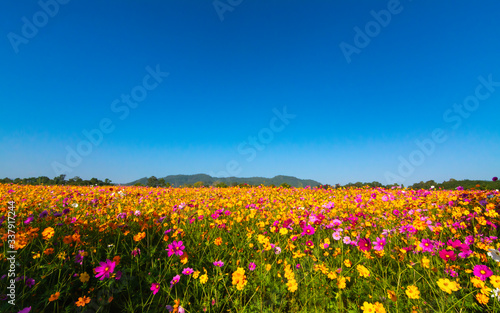 Beautiful cosmos flower blooming in the field on nature background © Meawstory15Studio