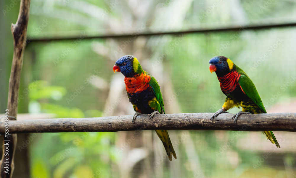 Obraz premium Parrots fighting for the food. Zoo, tropical reserve.