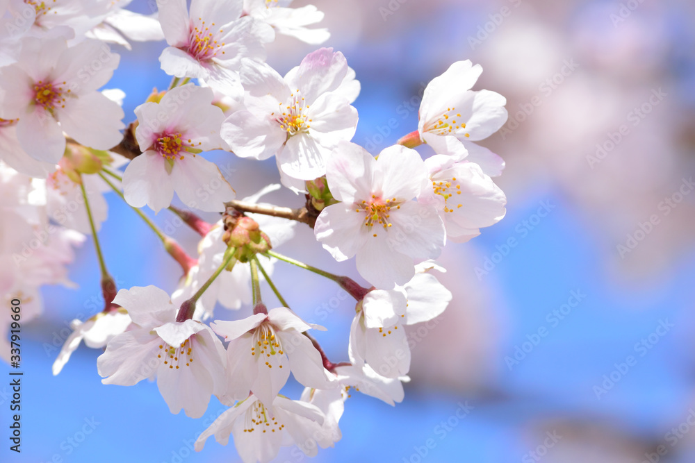 Sakura Sakura