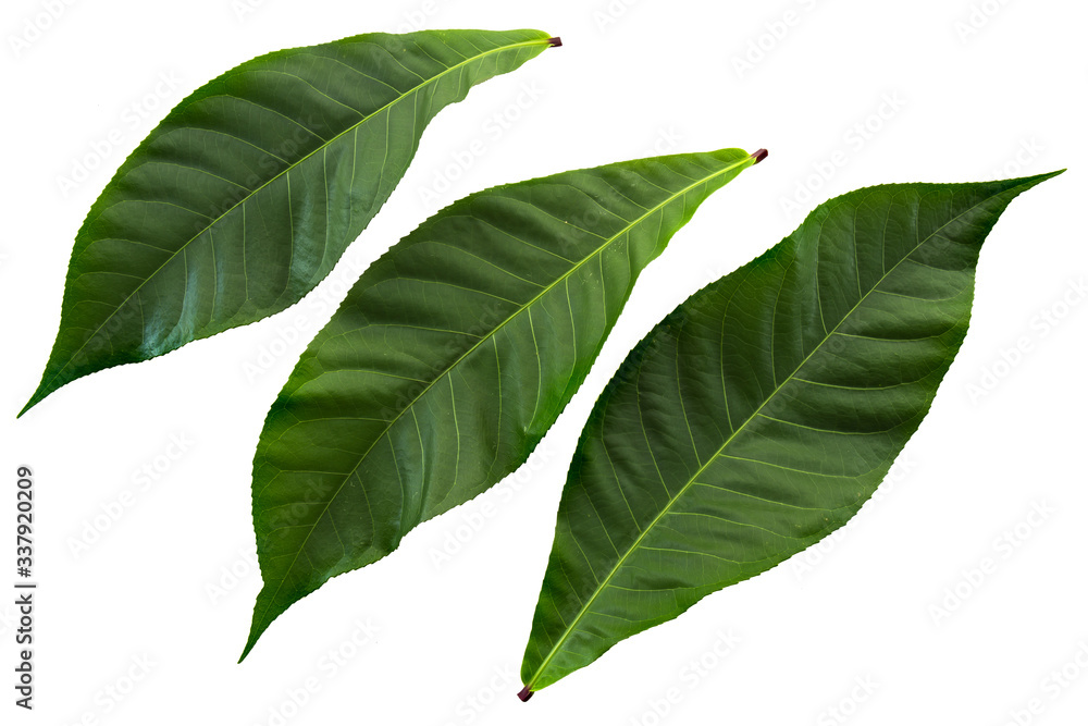 Fototapeta premium green leaf backdrop for background. green fresh for design.