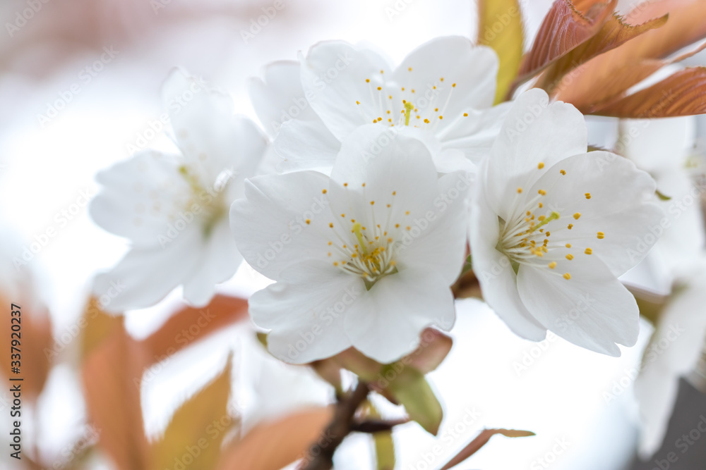 桜の花　春のイメージ