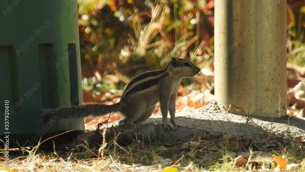 Squirrel eating Peenut Closeup shot footage with outfocus green