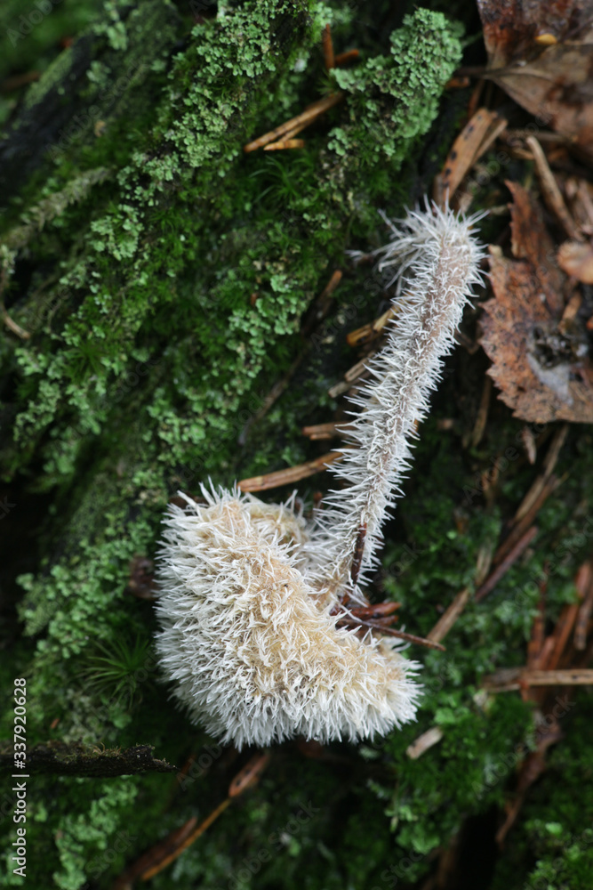 Tilachlidium brachiatum, known as cactus fungus, a sac fungi growing on