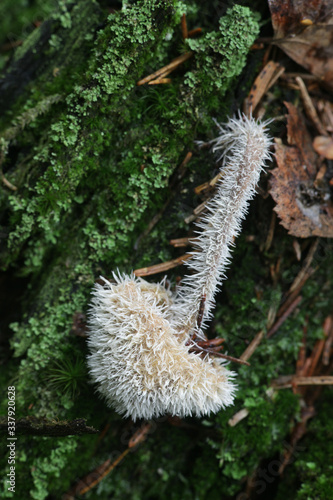 Tilachlidium brachiatum, known as cactus fungus, a sac fungi growing on a host fungus in Finland photo