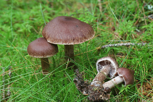 Cortinar webcap mushroom, Cortinarius brunneus