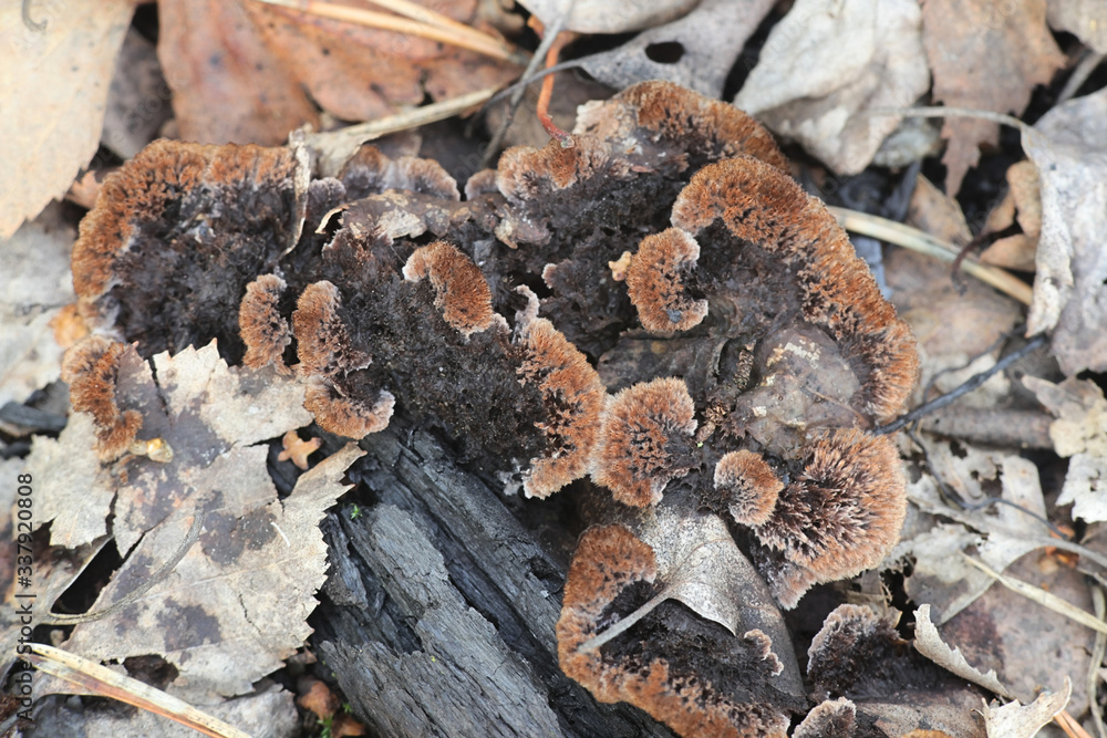 Thelephora terrestris, known as the Earthfan fungus, wild mushrooms from Finland Thelephora terrestris, known as the Earthfan fungus, wild mushrooms from Finland