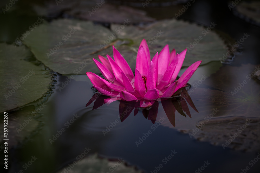 Pink Lotus flowers bloom among the water for background. Pink Lotus flowers bloom among the water for background.