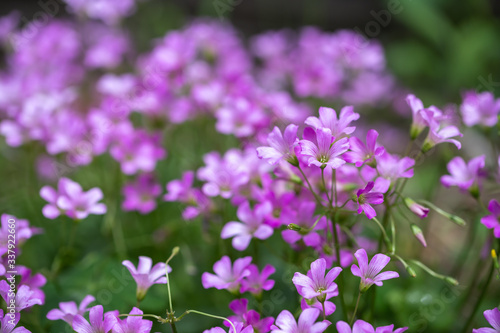 ムラサキカタバミの花