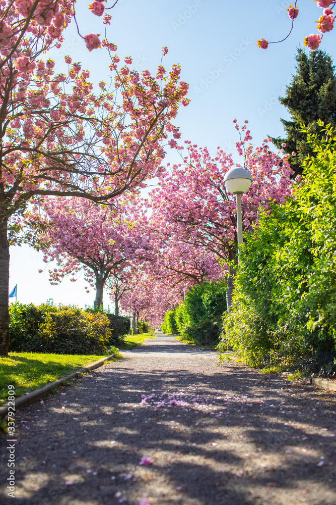 Naklejka premium Kirschblüte