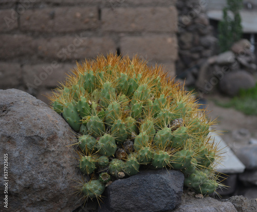 Cactus con espinas amarillas