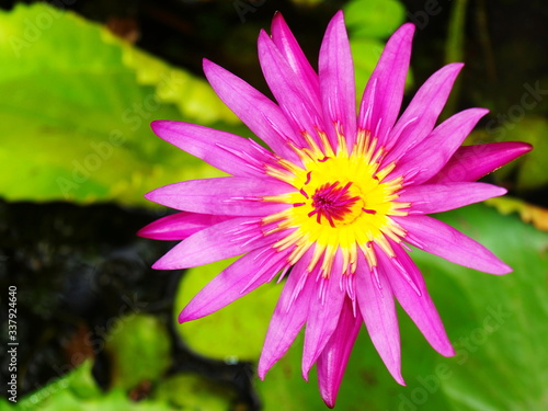 Close-up of beautiful purple lotus blossoms On a blurred green lotus leaf background.