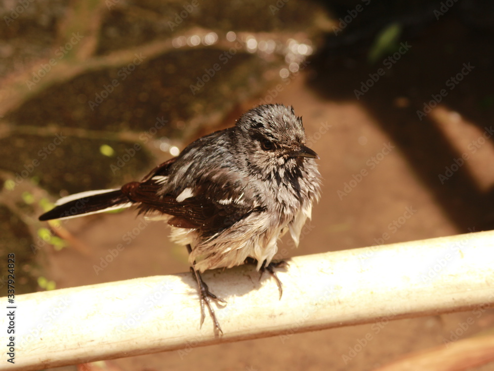 Naklejka premium sparrow on a fence
