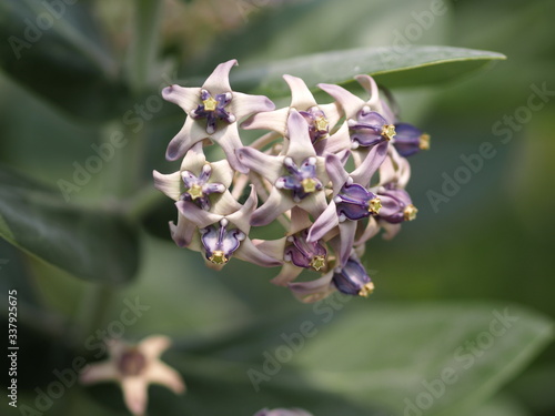 Purple crown flower blooming in garden on nature background, Calotropis gigantea clusters of waxy flowers that are either white or lavender in colour, plant has oval, light green leaves and milky