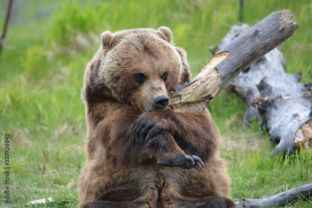 Brown bear 