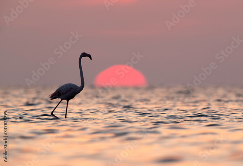 Fototapeta Naklejka Na Ścianę i Meble -  Greater Flamingo and dramatic sunrise, Asker coast, Bahrain