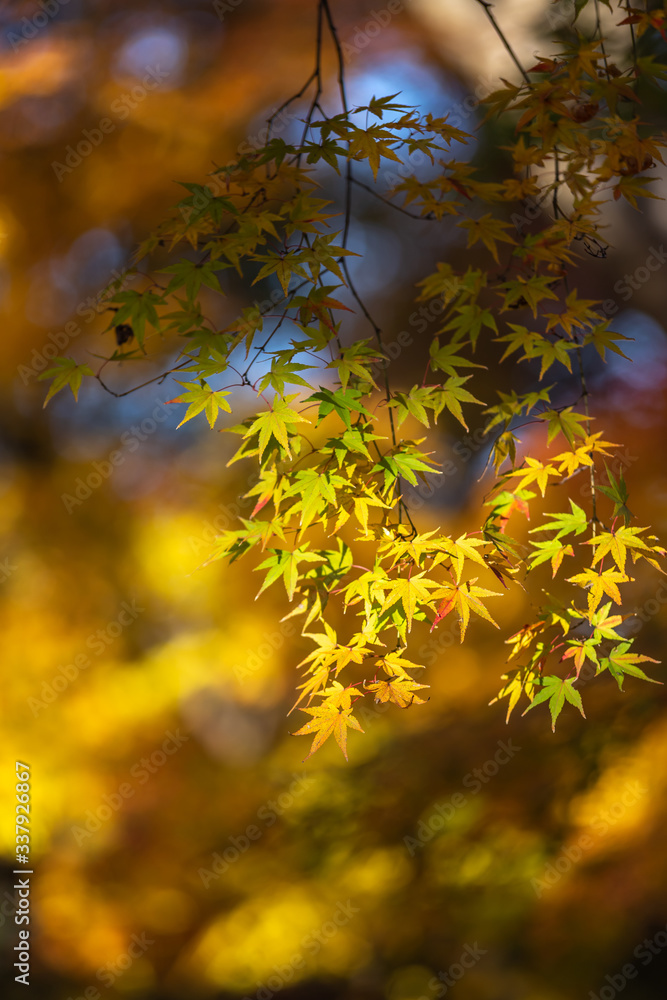 紅葉　秋のイメージ