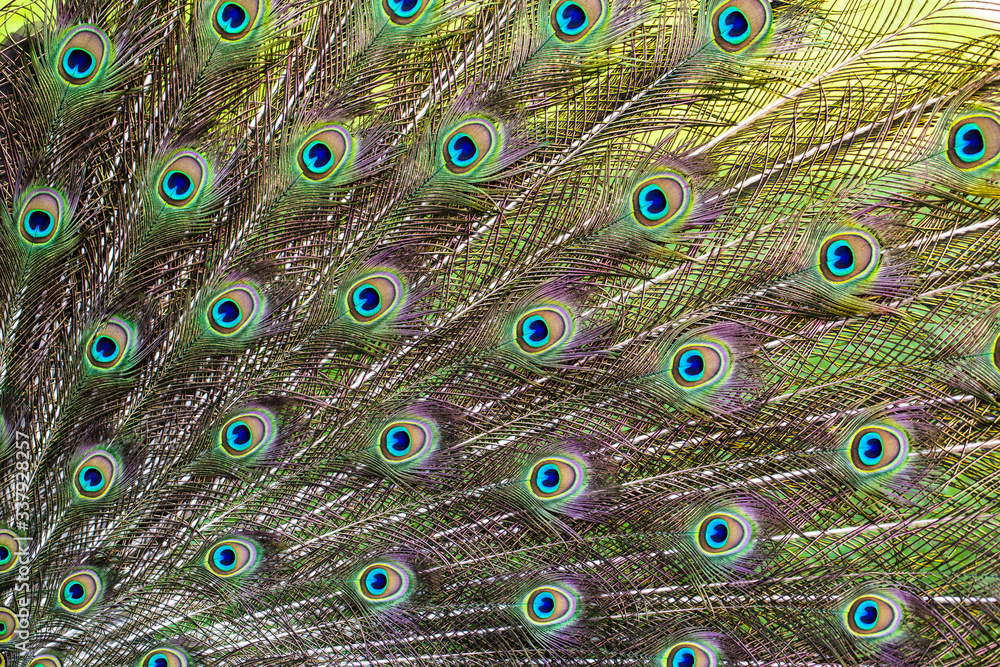 Fototapeta premium Peacock feathers show