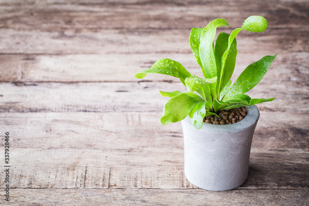 Little plant in plastic pot isolated on white background. Space for add text. Eco Plants energy saving concept. Little plant in plastic pot isolated on white background. Space for add text. Eco Plants energy saving concept.
