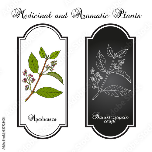 Ayahuasca Banisteriopsis caapi , medicinal plant
