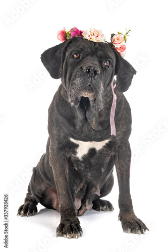 adult cane corso