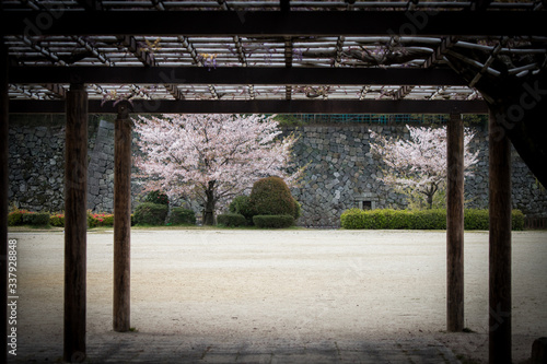 Fototapeta Naklejka Na Ścianę i Meble -  満開の桜の花と公園の広場