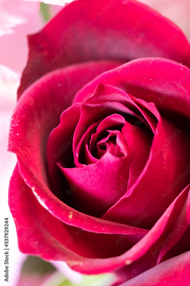バラの花 バラの花