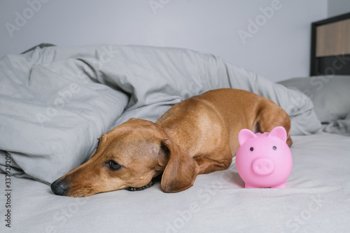 Dachshund with a piggy bank on the sofa.Concept of saving money  make a deposit.Money in save.