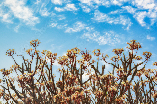 Plumeria Frangipani with clouds and blue sky background