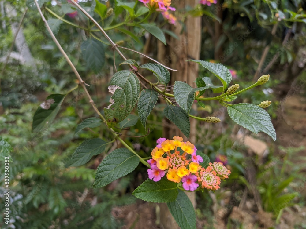 Lantana camara Lantana camara