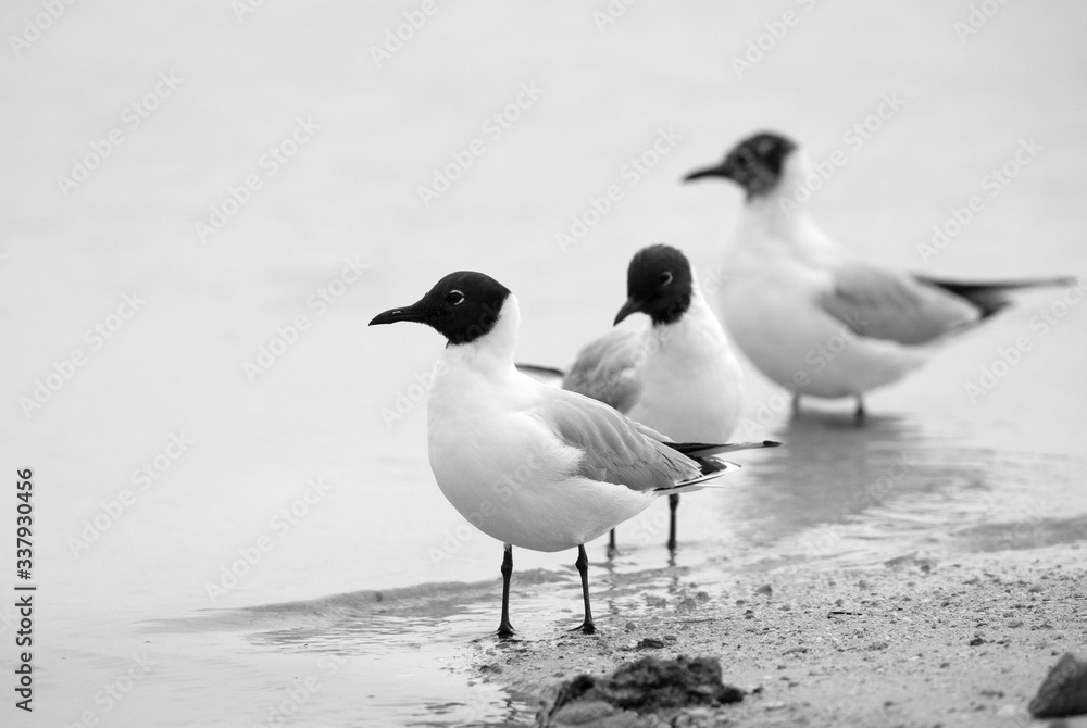 Fototapeta premium Black-headed gulls at Busaiteen coast, Bahrain