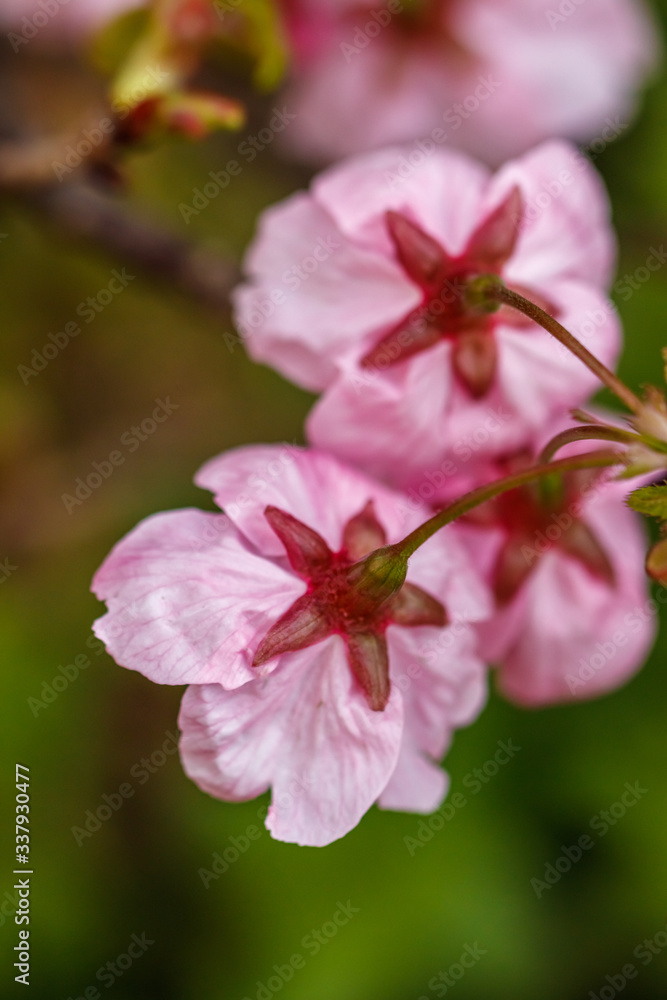 桜の花 春イメージ 桜の花 春イメージ