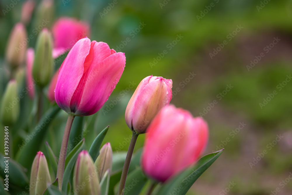 チューリップの花　春イメージ