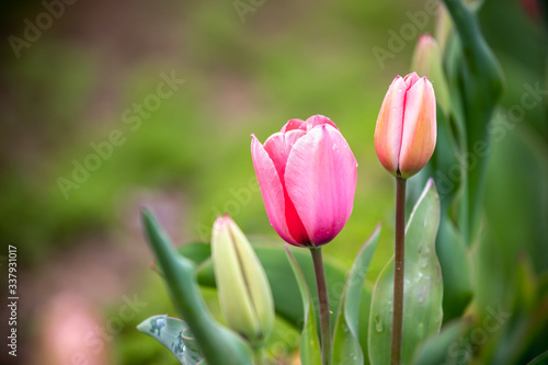 チューリップの花　春イメージ