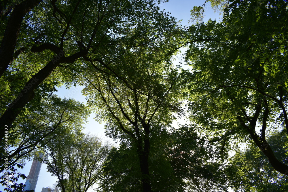 Fototapeta premium trees and sky