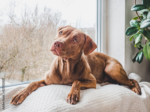 Lovable, pretty puppy of chocolate color. Close-up, indoor. Day light. Concept of care, education, obedience training, raising pets